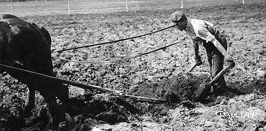 Using a slush scraper to open up a ditch on a plowed field to relieve low areas of standing water, ca. 1910.